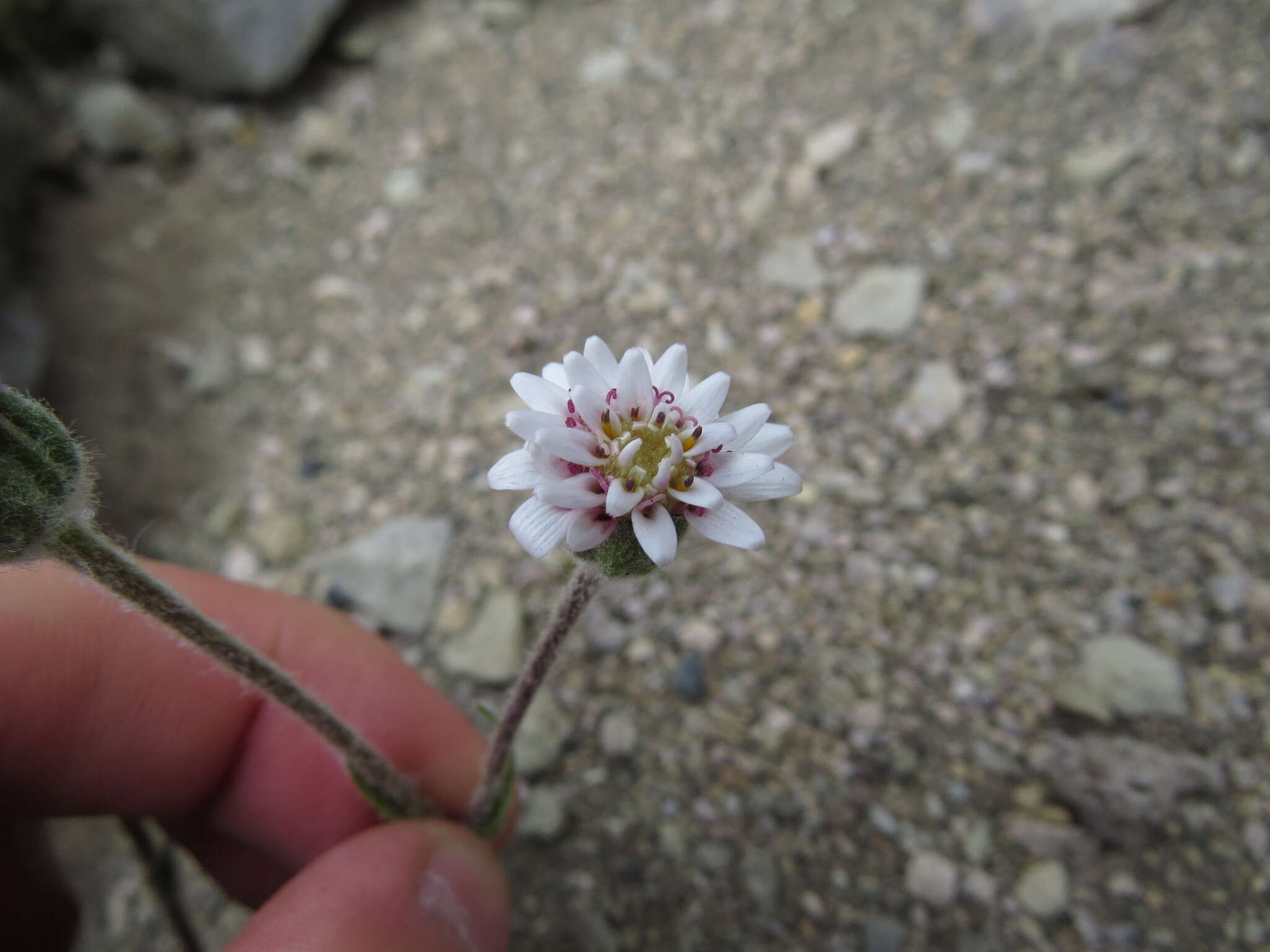 صورة Leucheria millefolium Dusen & Skottsb.