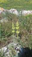 Image of Salvia scabiosifolia Lam.