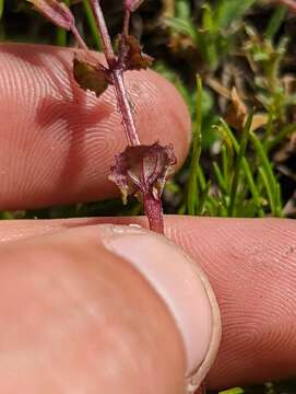 Erythranthe arvensis (Greene) G. L. Nesom resmi