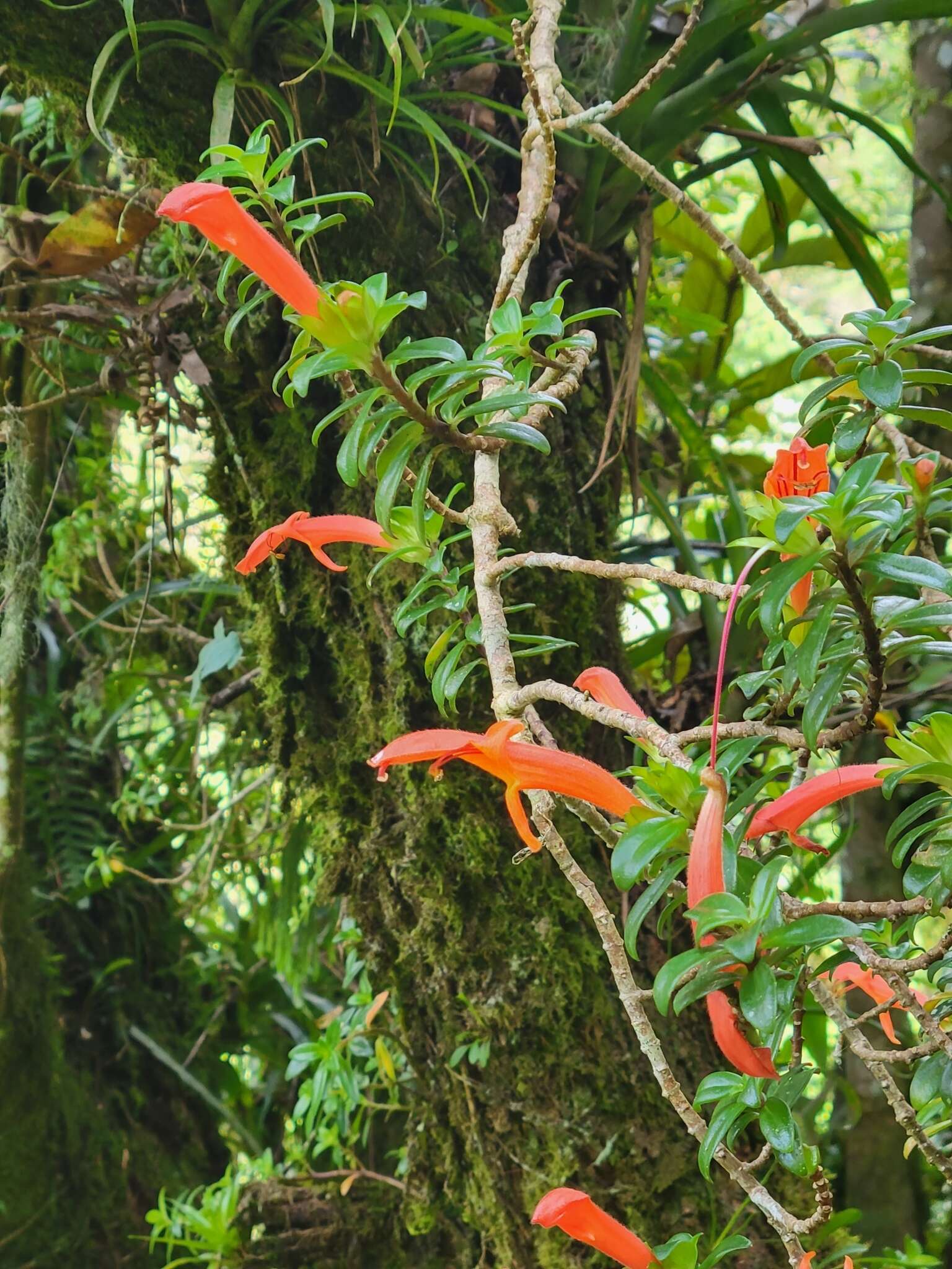 Image of Columnea glabra Oerst.