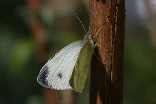 Image of Pieris mannii alpigena