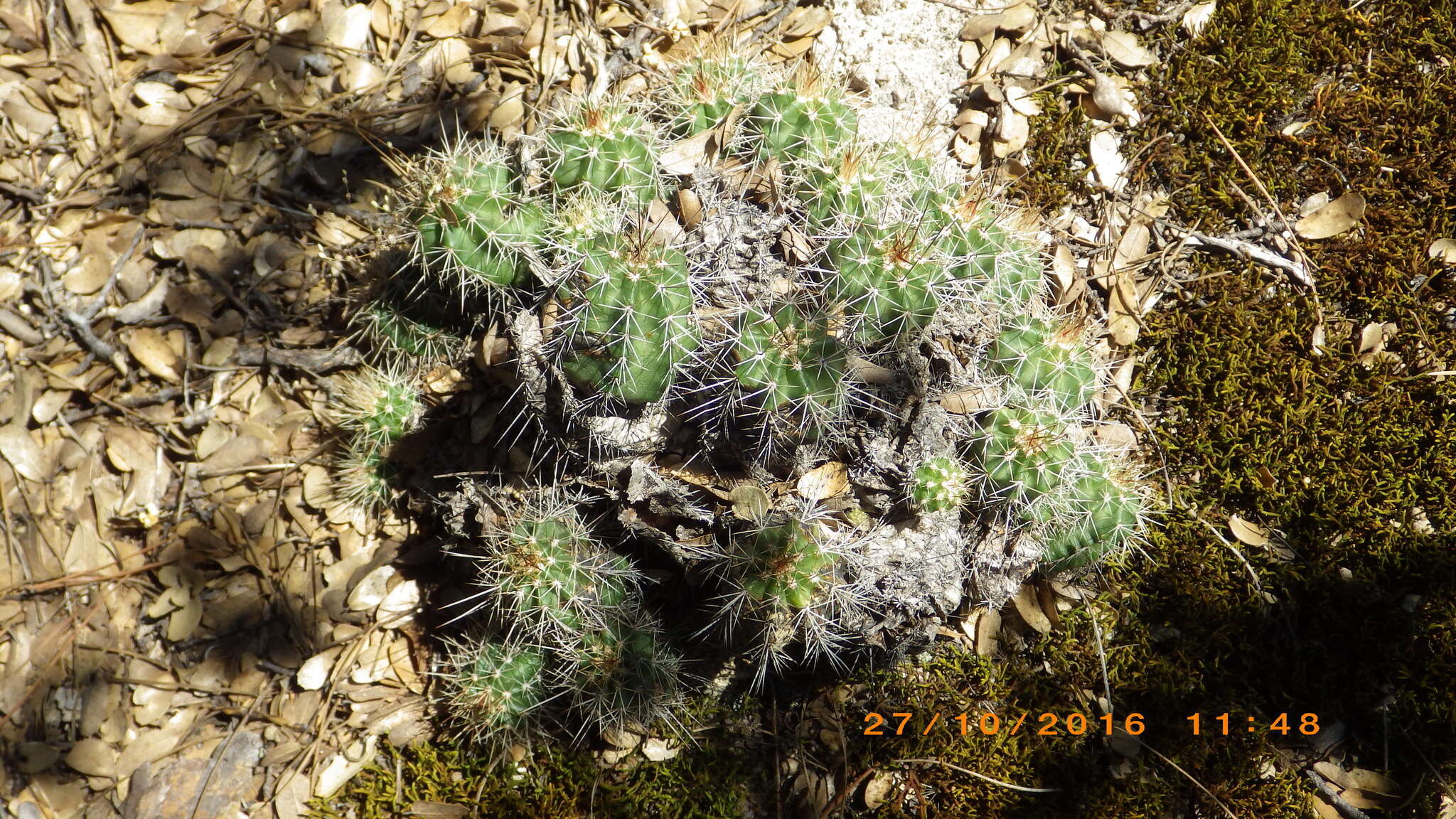 Image of Echinocereus salm-dyckianus Scheer