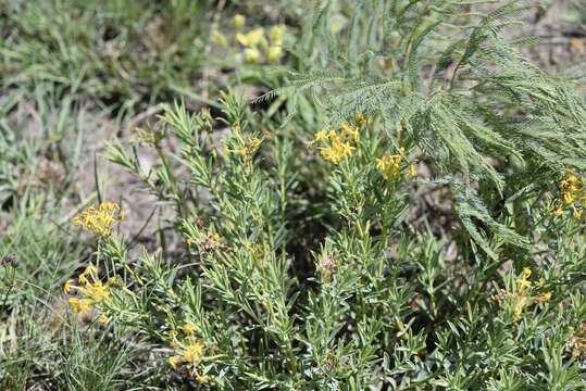 Image of Gnidia capitata L. fil.