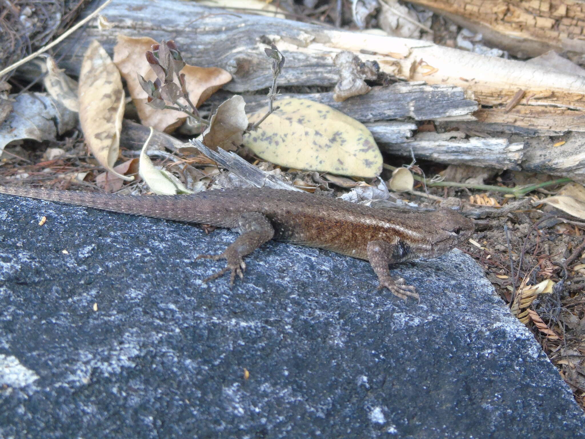 Image of Cape Arboreal Spiny Lizard