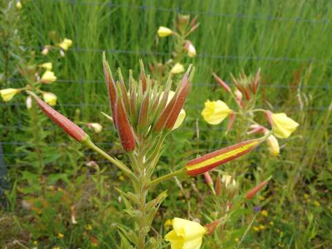 Image of redsepal evening primrose