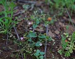 Erythranthe inconspicua (A. Gray) G. L. Nesom resmi