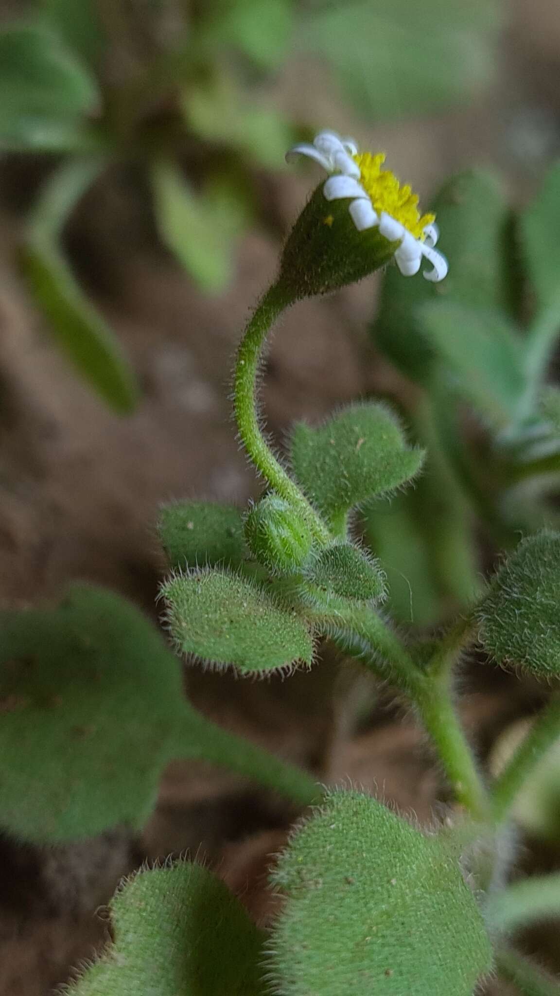 Image of Felicia cymbalariae (Ait.) H. Bol. & Wolley-Dod ex Adamson & Salter