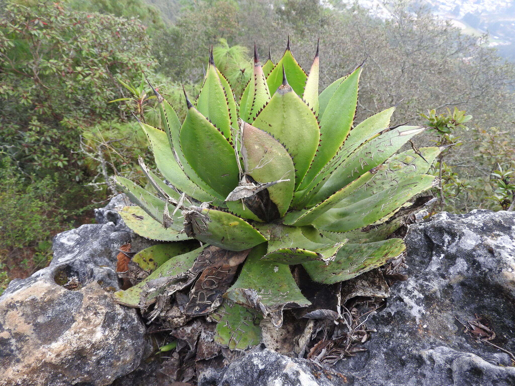 Image of Chamula agave