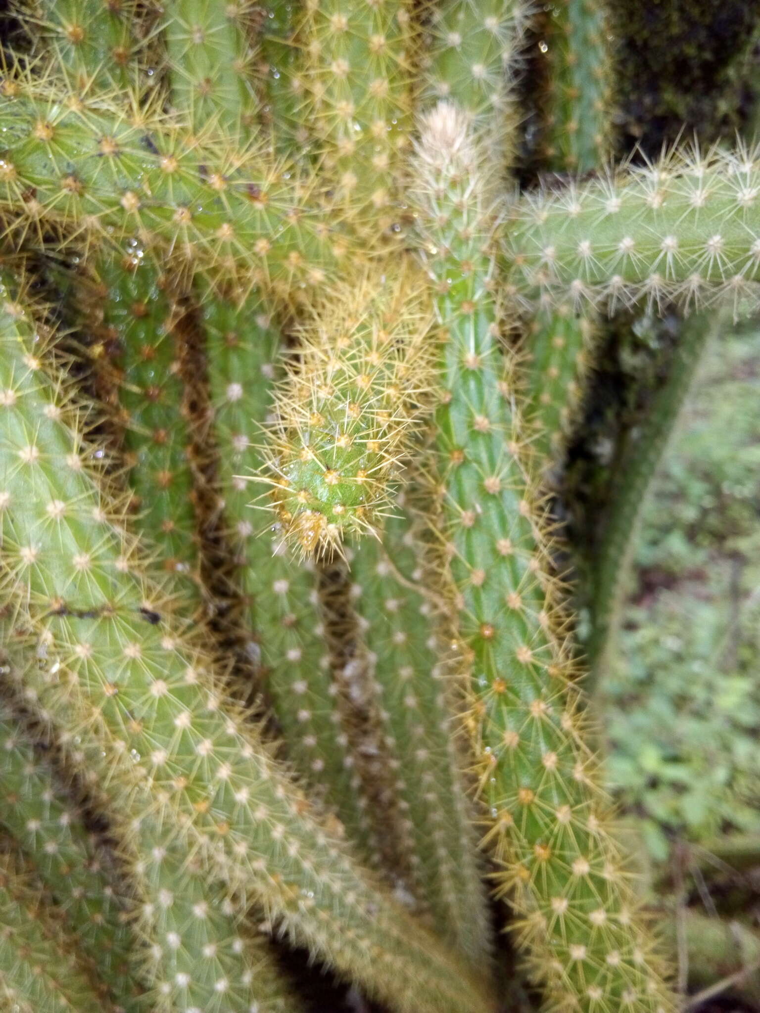 Image of Disocactus martianus (Zucc.) Barthlott