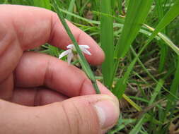 Imagem de Sisyrinchium campestre E. P. Bicknell