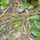 صورة Carex quinquin