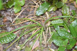 Image of Carex quinquin