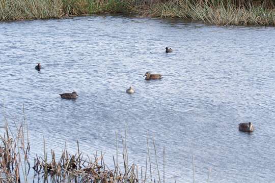 Image of Hoary-headed Grebe