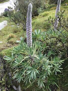 Sivun Lupinus weberbaueri Ulbr. kuva