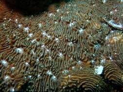 Image of stone-leaf coral
