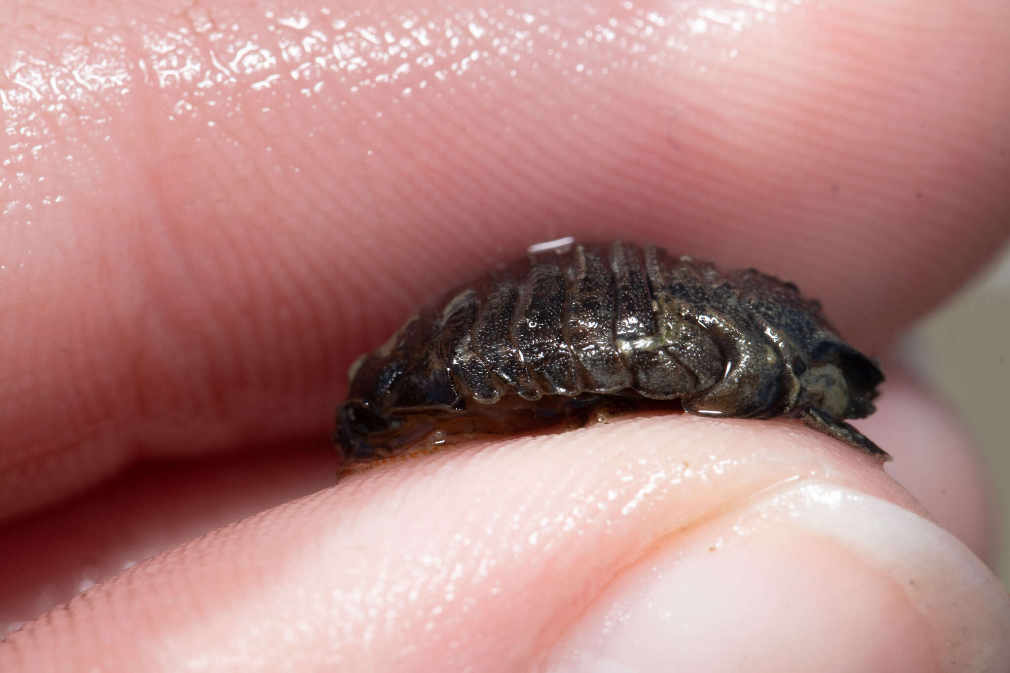 Image of Isopod