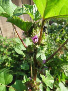 Image of cluster mallow