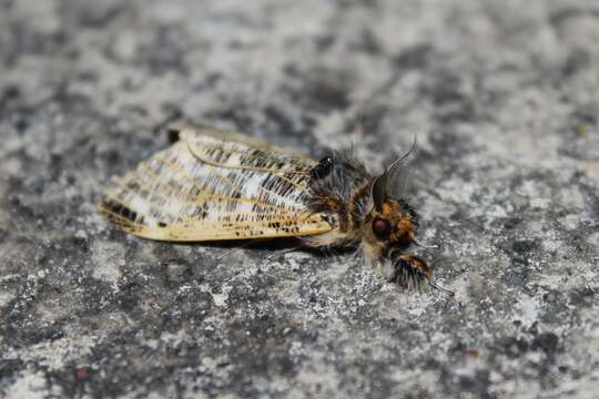 Image de Locharna strigipennis Moore 1879