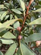 Image of Pincushion hakea