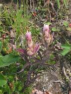 Image of Castilleja pallida subsp. pavlovii (Rebr.) A. & D. Löve