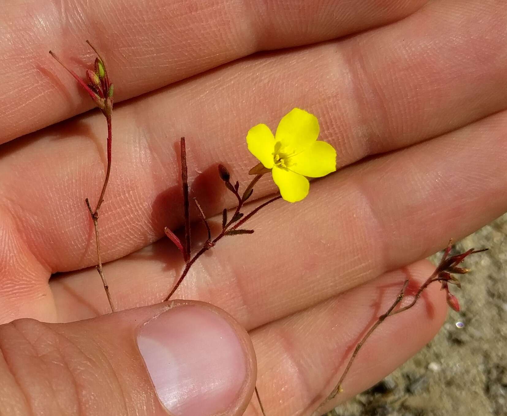 Imagem de Camissonia campestris (Greene) Raven