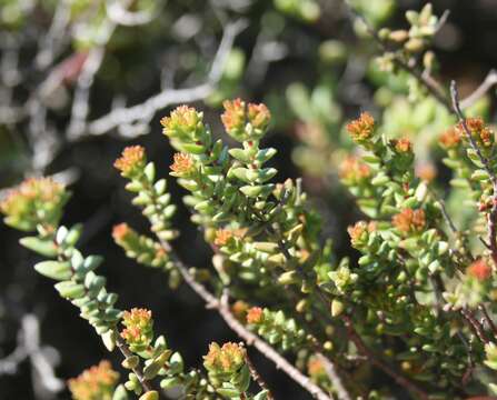 Image of Crassula muricata Thunb.