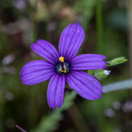 Image of Hitchcock's Blue-Eyed-Grass