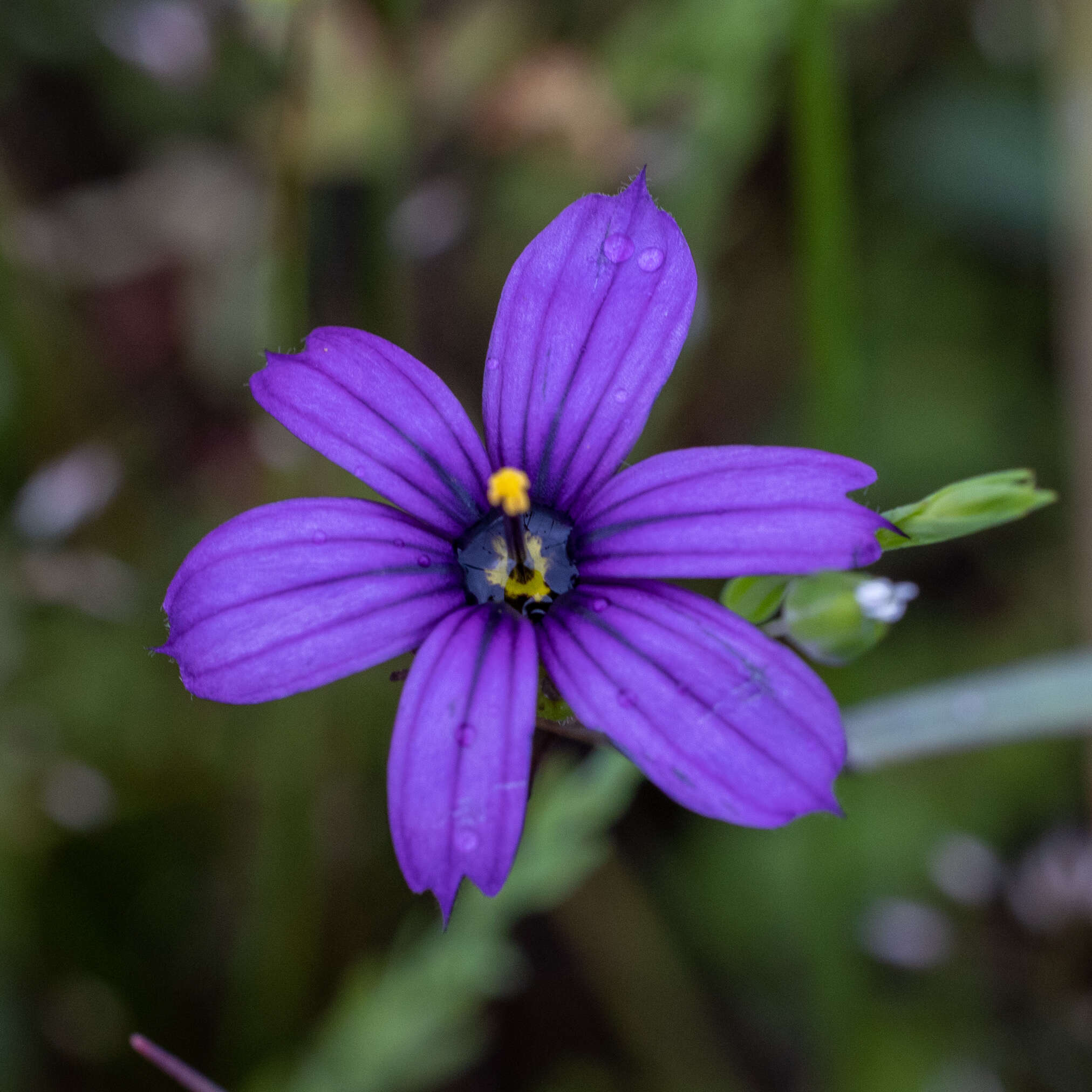 Sisyrinchium hitchcockii Douglass M. Hend.的圖片