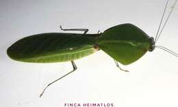 Image of tropical shield mantis