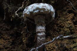 Image of Strobilomyces latirimosus J. Z. Ying 1985