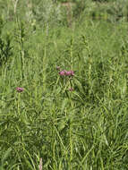 Image of swamp milkweed