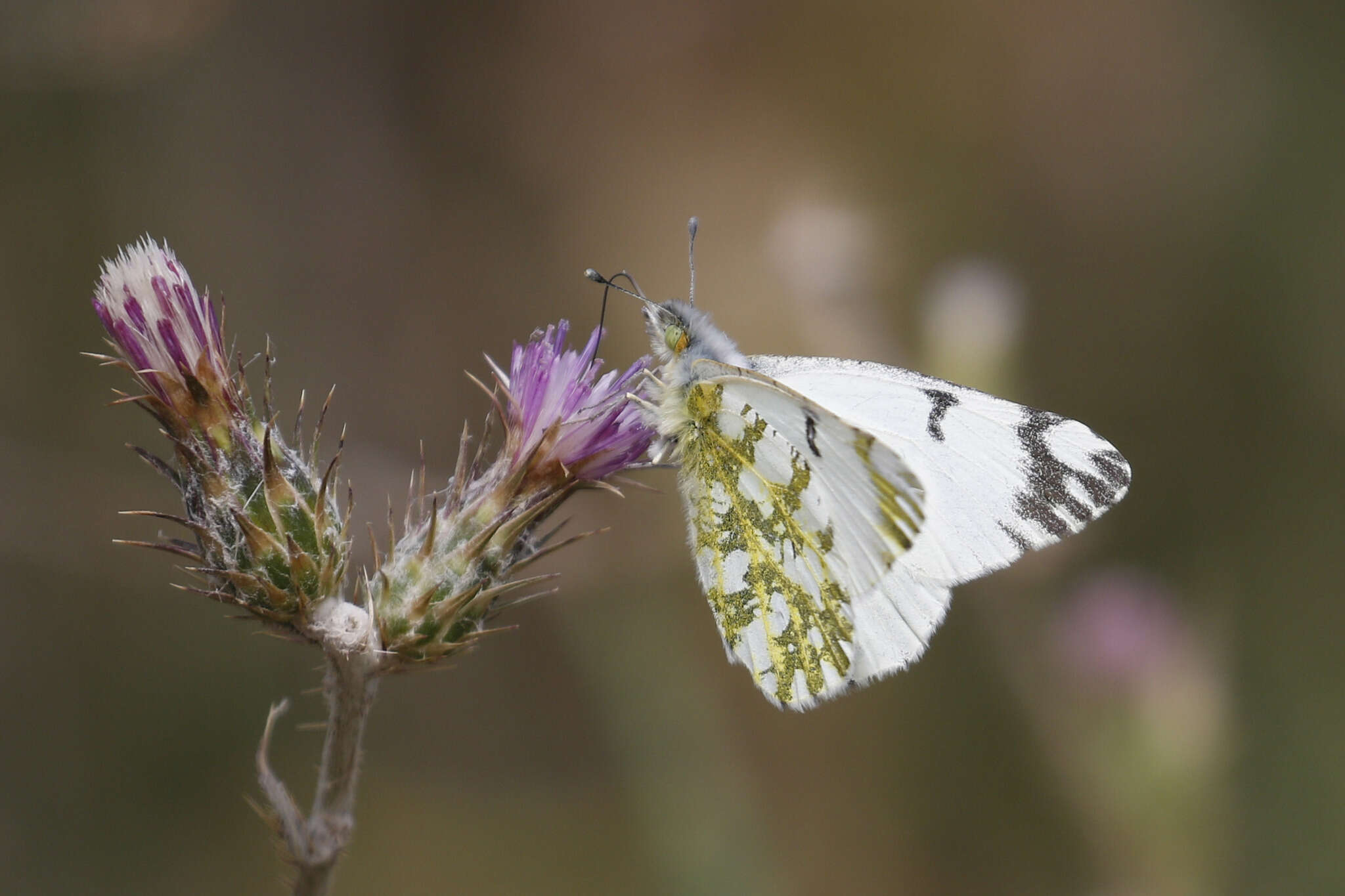 Euchloe ausonides (Lucas 1852) resmi