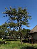 Image of Vachellia gerrardii (Benth.) P. J. H. Hurter