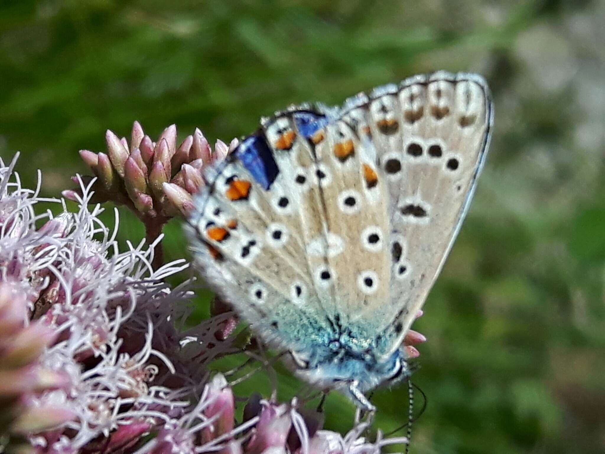 Image of Polyommatus bellargus (Rottemburg 1775)