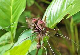 Image of black bat flower