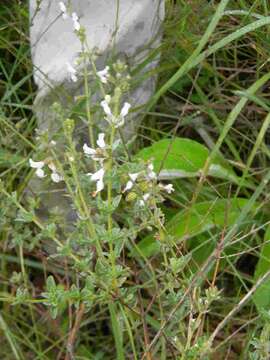 Image of Syncolostemon parviflorus var. parviflorus