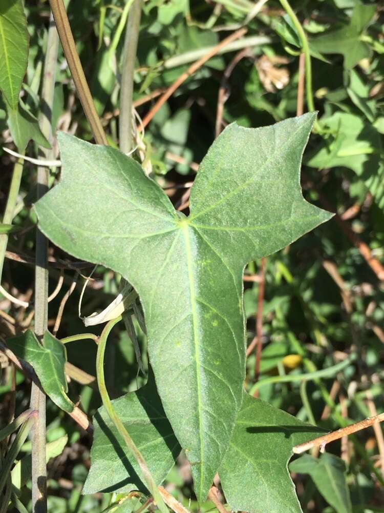 Image of Pacific false bindweed