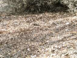 Image of White-browed Babbler