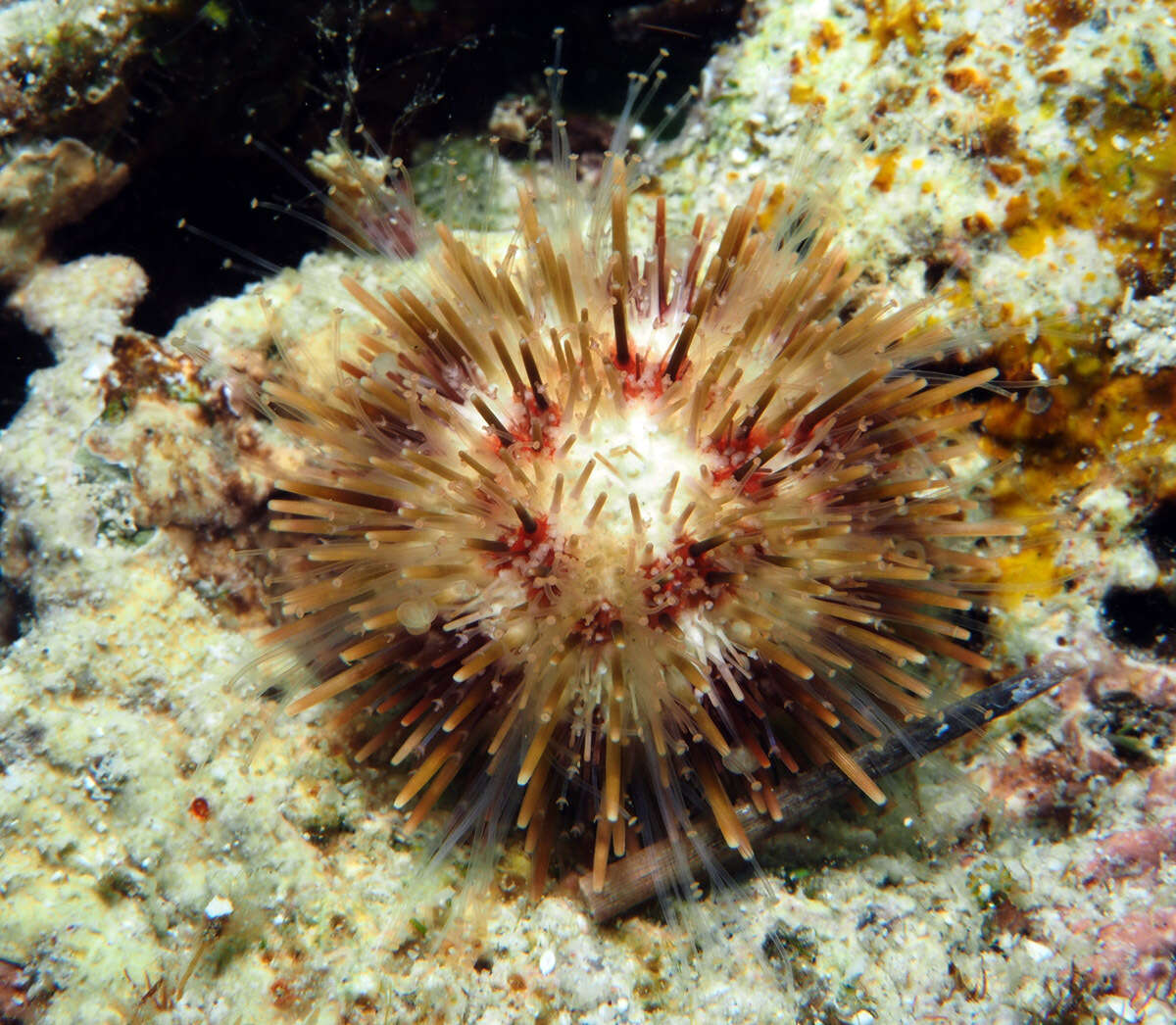 Image of Pseudoboletia maculata Troschel 1869