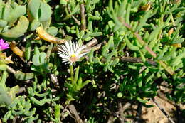 Image of Vanzijlia annulata (Berger) L. Bol.