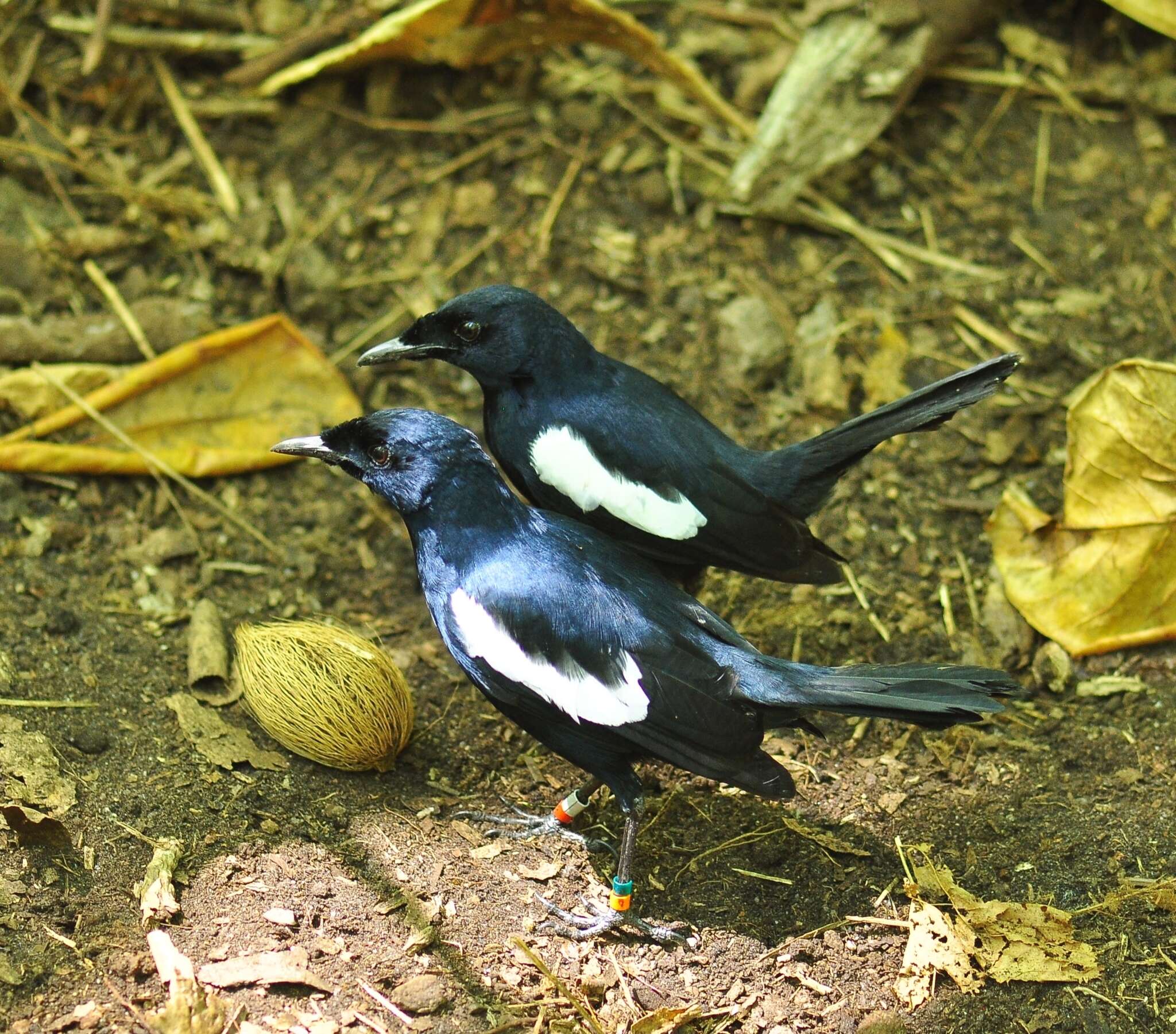 Image of Seychelles magpie-robin