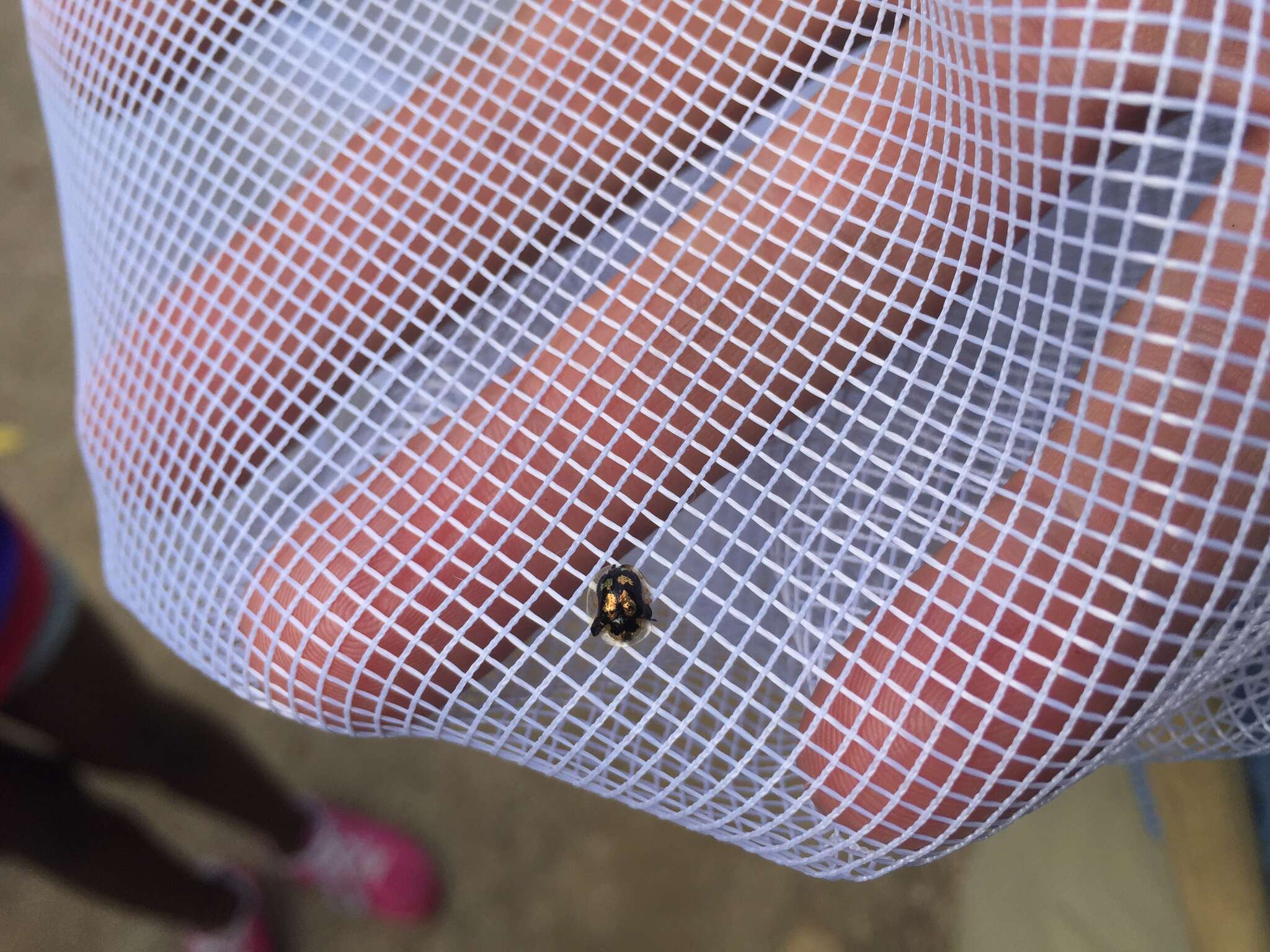 Image of Mottled Tortoise Beetle