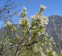 Image of Baccharis linearis (Ruiz & Pavón) Pers.