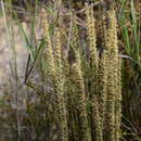 Image of Polpoda capensis Presl