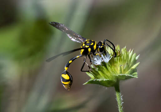 Phimenes flavopictus timorensis (Vecht 1959)的圖片