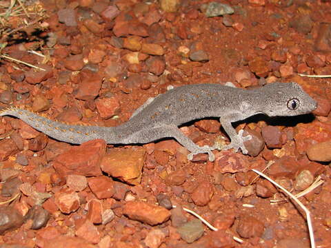 Image de Strophurus wellingtonae (Storr 1988)