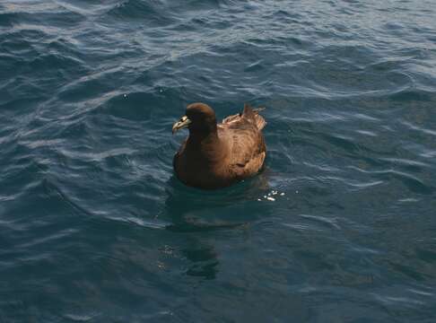 Image of Westland Black Petrel