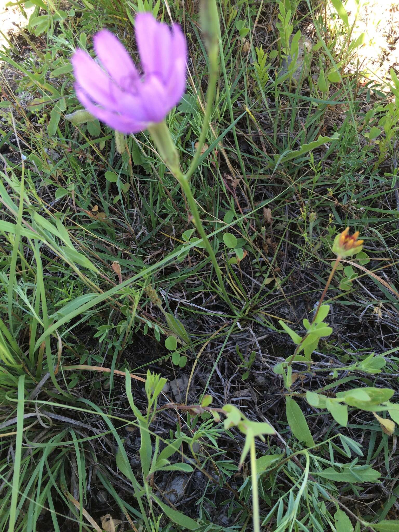 Image of Texas skeletonplant