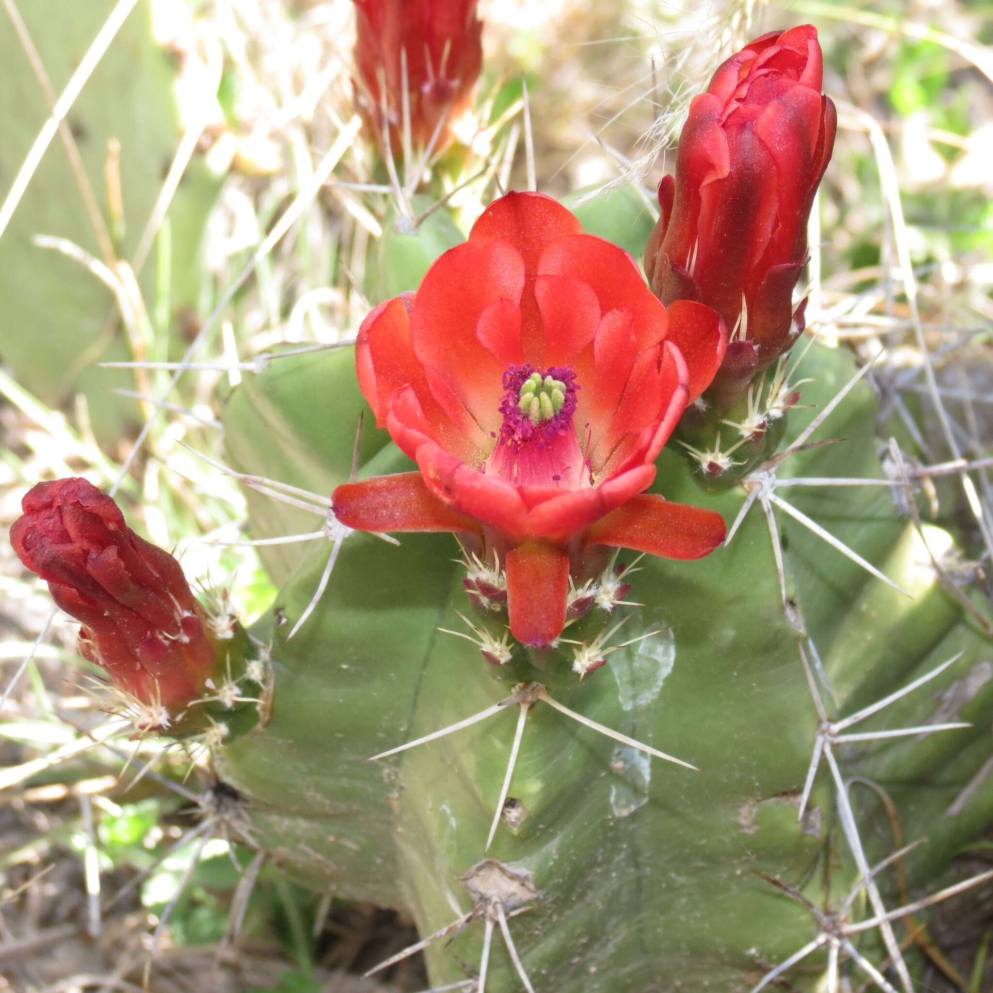 Image of Echinocereus coccineus subsp. transpecosensis