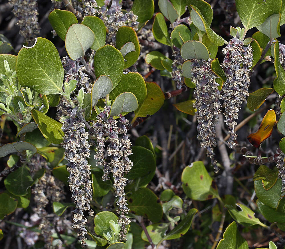 Image of dwarf silktassel